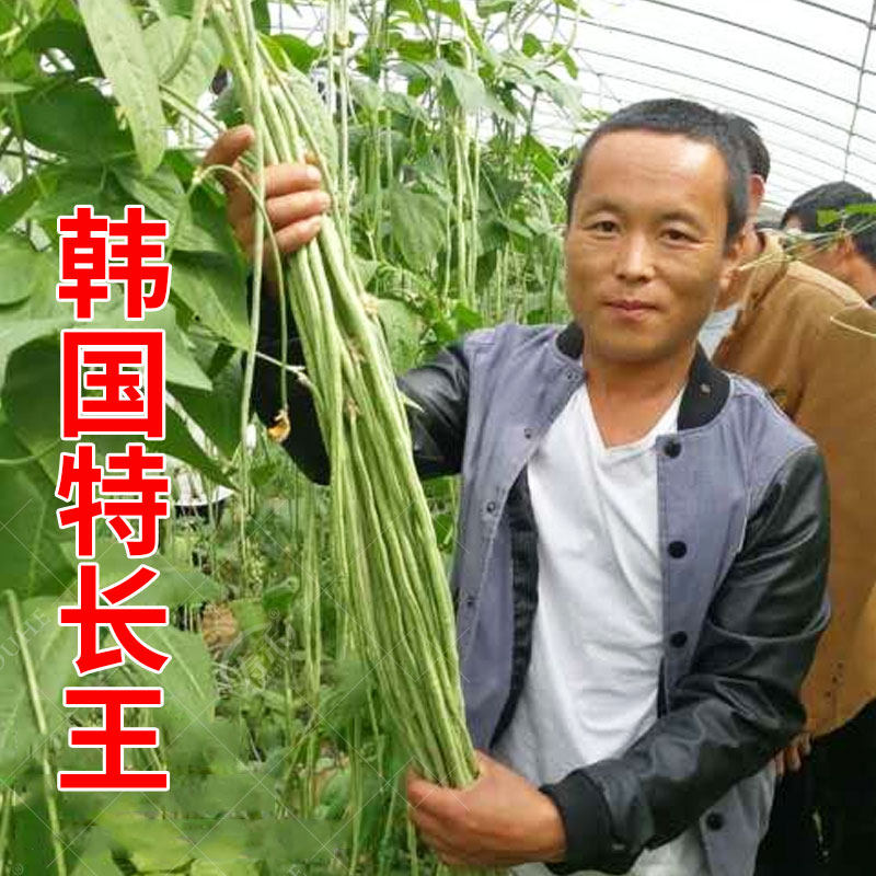High-yield cowpea seeds South Korea's specialty Wang Lv General green strips white strips long beans spring vegetables