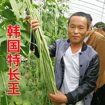 High yield cowpea seed seed Korean specialty Wang green general Green strip White strip Long bean carob spring vegetable relict vegetable seeds