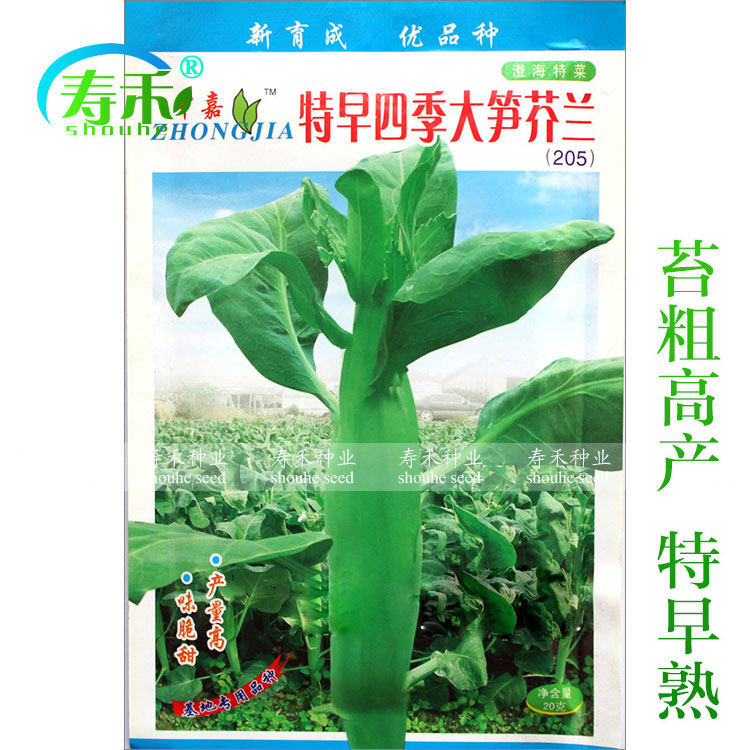 Four seasons big bamboo shoots kale seeds Kale vegetable seeds Relict seeds Guangdong vegetable seeds Big kale rapeseed Zhonglan vegetable seeds