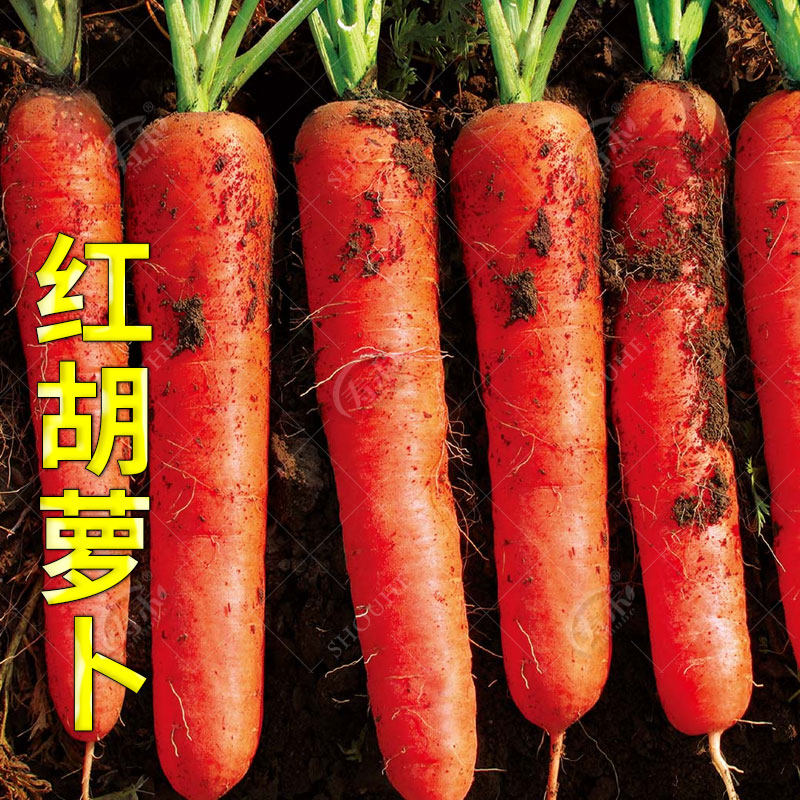 Carrapin seed seed Seeds Fruits Four Seasons Autumn Subcherry Roperin carrots Carrot Seed Red Little Seed Grands