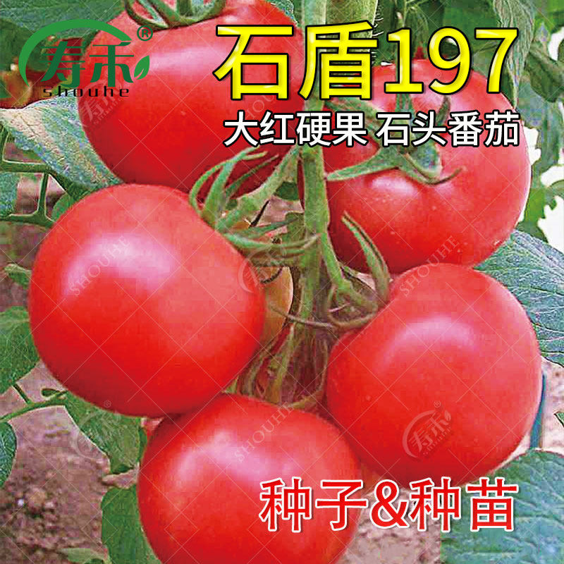 Stone tomato seedling Big red tomato seedling Big hard fruit seedling Vegetable relict greenhouse planting seedling Vegetable seedling