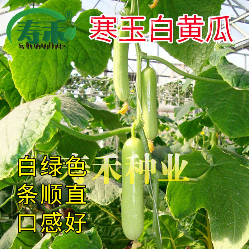 Dutch cold jade mini white fruit gherkin seeds high yield and early ripening White jade cucumber seeds relict early spring