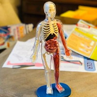 Stem, физиологичная интеллектуальная игрушка для детского сада, учебные пособия для школьников и студентов, органы тела, наука и технология