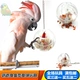 Grey Parrot Hướng dương Giáo dục Đồ chơi Hộp thức ăn Thiết bị cho ăn Ball Bóng thực phẩm Acrylic Bite Bird Lồng Cung cấp - Chim & Chăm sóc chim Supplies Chim & Chăm sóc chim Supplies