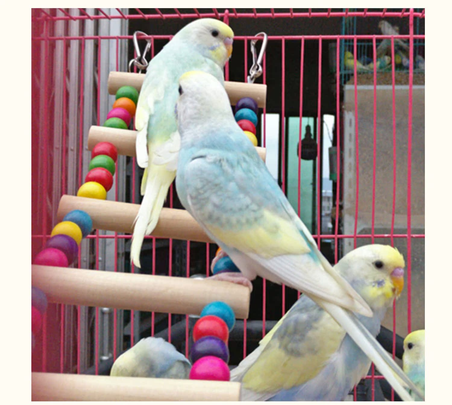 Parrot swing thang treo cầu thang cung cấp trạm cắn cắn Xuanfeng chim molar leo lên trạm lồng chim đồ chơi - Chim & Chăm sóc chim Supplies lòng chào mào