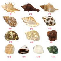 (Consignment Crab Replacement Shell) Living crab Pet Supplies New hand needs spare screw shell feeding case for landscaping decoration