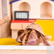 (Lu Sheng short wrist pinning crab) cute living mini pet size 1-9CM Buy three send a pack of live