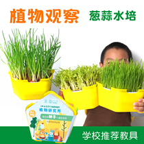 Plants observe hydro - cultivation of small onion garlic pot seedlings - plant - plant - based childrens science experiment