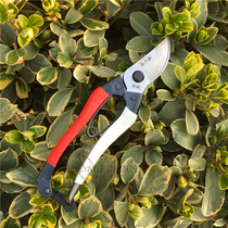 High quality hand scissors pruning shears fruit tree scissors horticultural scissors flower shears branch scissors special gardening tools