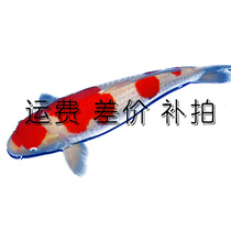The Fishermans Water Nation Freight Price supplement 1 Yuan Connection Dont mess up
