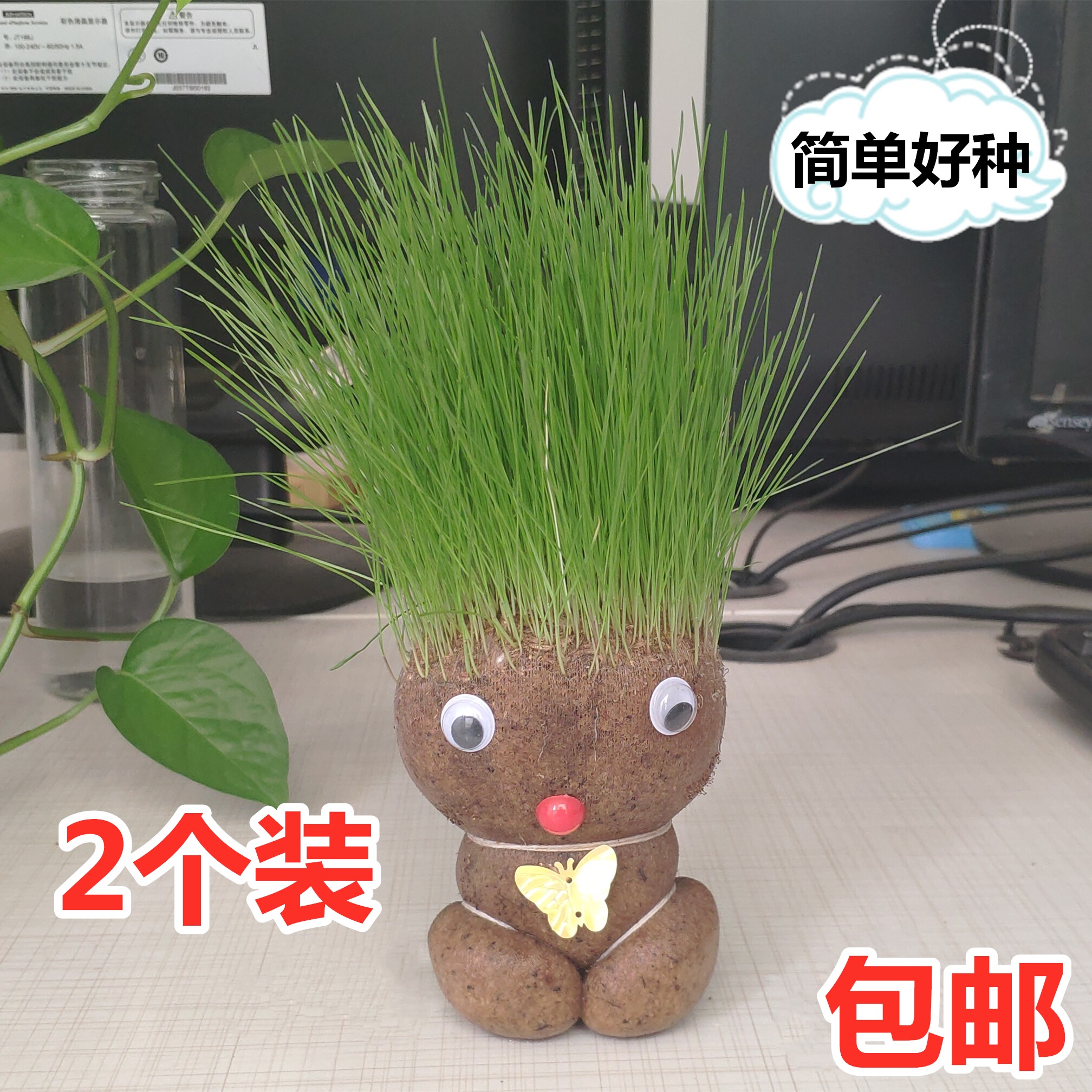 头上长草盆栽浇水长草的植物娃娃草头娃娃娃草植物草头种籽小摆件