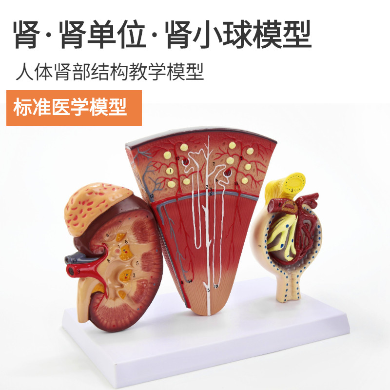 肾与肾单位肾小球模型泌尿系统解剖结构人体肾脏构成肾脏结构功能