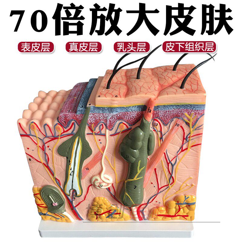70倍人体皮肤组织结构放大解剖模型 美容整形立体模型皮肤放大