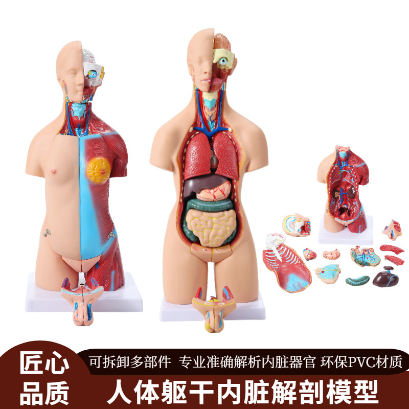 人体躯干内脏解剖模型器官可拆卸教学模型躯干系统结构图解剖人