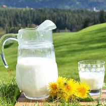 10 Jin camel milk fresh camel milk camel pure milk Xinjiang grassland pasture camel breeding Foundation directly for camel raw milk