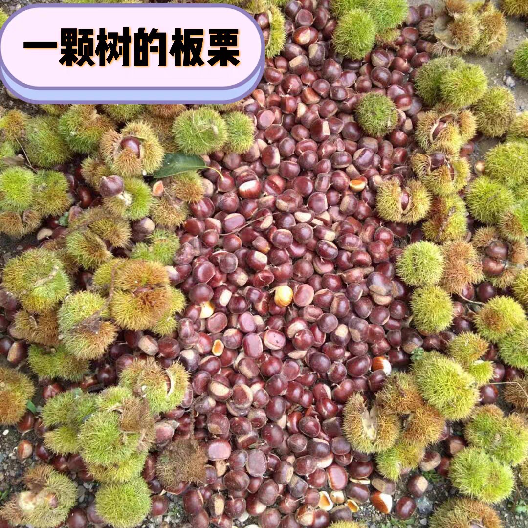 2024年现摘正宗迁西板栗新鲜生栗子野生河北板栗野生毛栗燕山有哪些特点?-新鲜板栗板栗仁-淘宝好物网