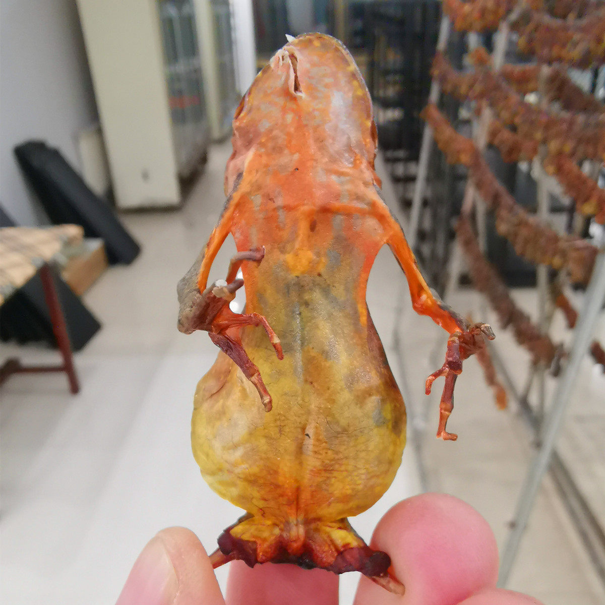 Northeast Changbai Mountain Forest Frog Dried Legless Frog Dried High Oil Yield 10 Packs Large Dried Toad Dried Snow Toad Oil