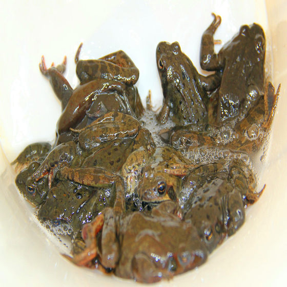 Male forest frog, fresh male toad, male Husky toad, male frog, snow clam, seedless, oil-free, about 20 pieces, 2 Jin [Jin is equal to 0.5 kg] SF Express