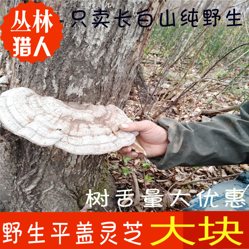 Changbai Mountain wild Ganoderma lucidum tree tongue flat cover natural flat wood Nyingchi sliced powder Qingzhi ornaments dried 500 grams
