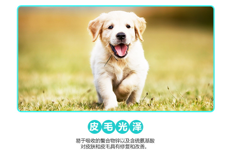 PETFROH 佰 芙 Bỉ nhập khẩu thức ăn cho chó 3 kg cá hồi tự nhiên không có thung lũng teddy vàng tóc pet staple thực phẩm thức ăn khô cho chó