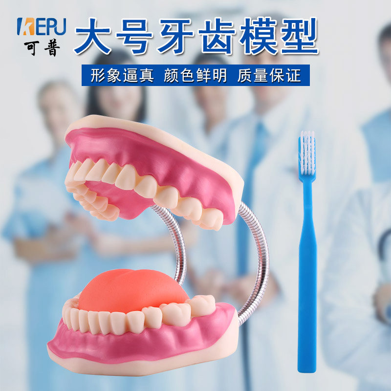 6倍大牙齿模型口腔保健教学牙科解剖备牙牙列儿童幼儿园早教练习示范演示刷牙假牙医学护理教学仪器实验器材