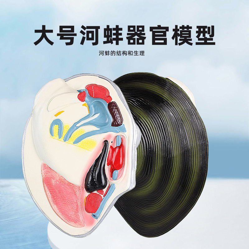 河蚌模型中学生物课教具大型结构水产品河蛤蜊鸟贝嘎啦瓦夸软体动物门蚌科教学演示教具