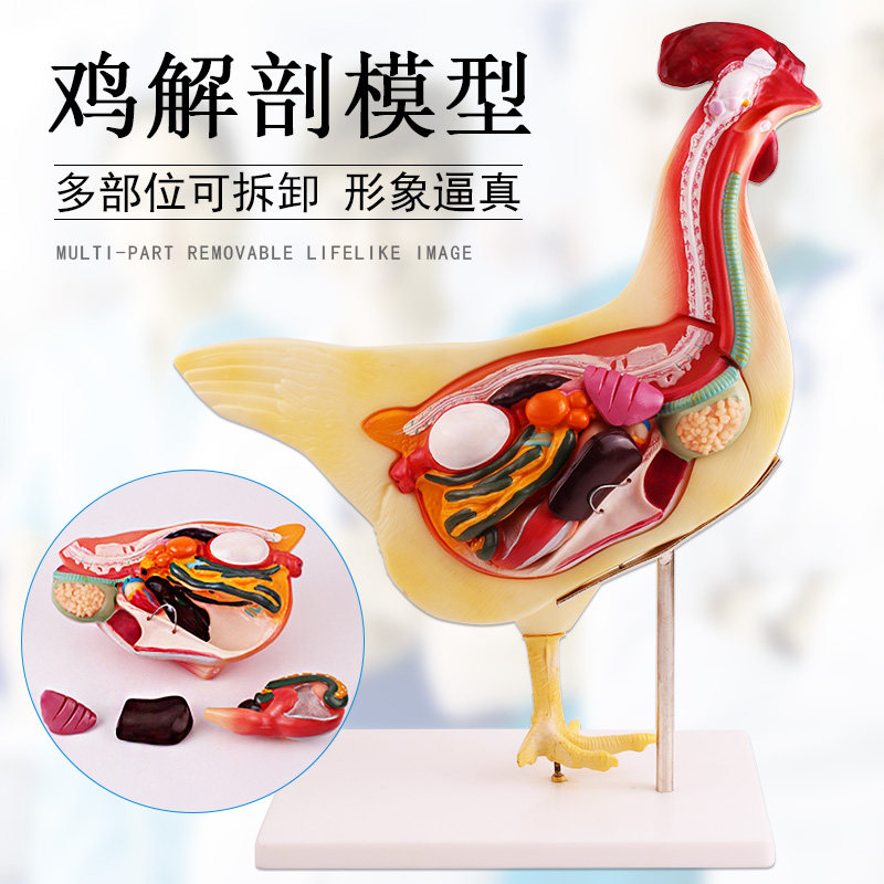 可普 兽医畜牧教学动物家禽解剖模型母鸡解剖模型仿真鸡半面横切解刨内脏演示教学教具实验仪器
