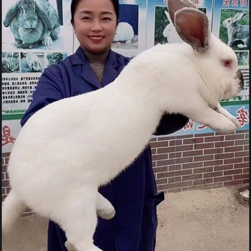 🌟 宠物兔新手首选!厂家直销巨兔苗,让你轻松养出萌宠伙伴 🐰-兔-淘宝好物网