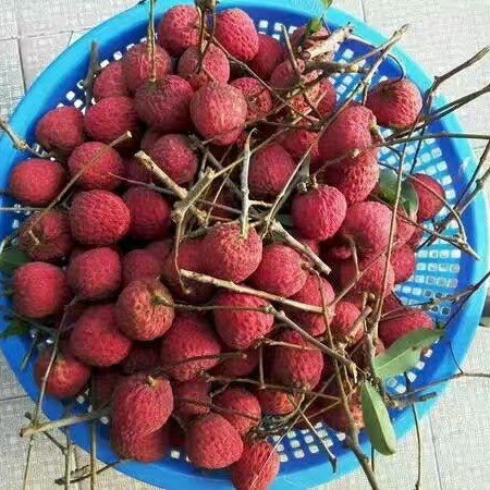 Xianjinbong gift pack 15 catties FP