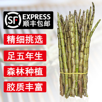 Shunfeng selected fresh Dendrobium candidum fresh strips Yunnan five-year-old open-air strips edible non-Huoshan Maple Dou