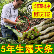 Fresh Dendrobium candidum 500g five-year-old Dendrobium Chinese herbal medicine Fengdou Yunnan Huoshan Fresh Dendrobium strips