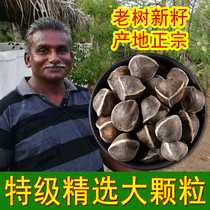 The effect of Moringa seed 500g Moringa fresh edible spicy wood seed fruit tea Yunnan India imported special grade