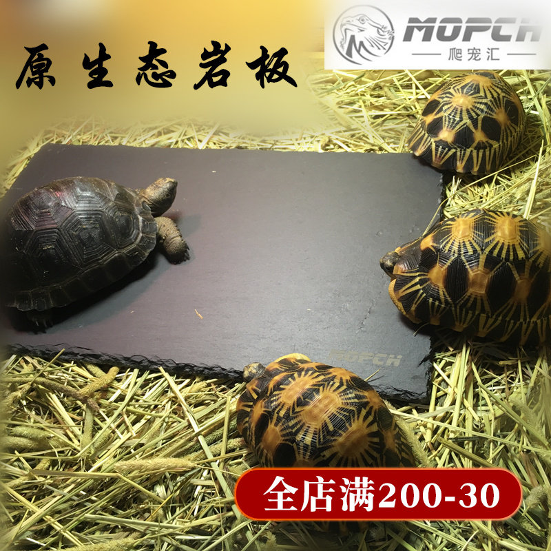 Tortoise Mat Material Original Eco Slate Food Pan Food Basin Moisturizing Insulation Natural Ripening Polish Nail Rock Plate 