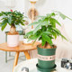 Aiyoushang fortune tree potted indoor plant desk decoration small flower pot fortune money tree desktop green plant