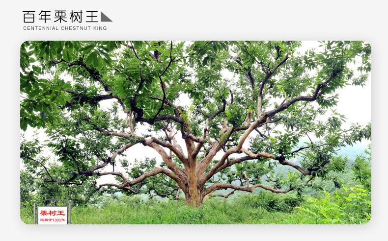 神栗 有机板栗仁100g*3 图8