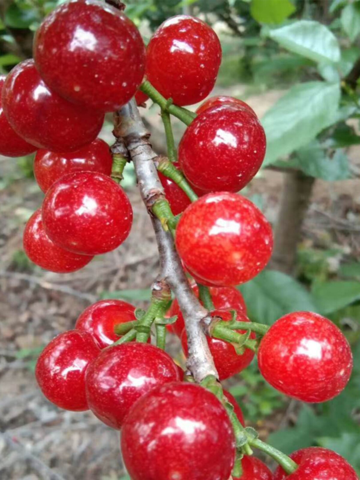 Red Cherry Cultivation South Miao Precooked Manau Ground Small China Cherry Tree Red Sichuan Planted Fruit Tree Cherry, Eagle Mouth-Taobao