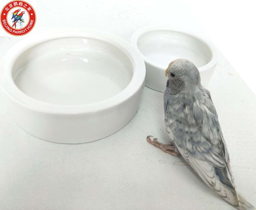 Parrot Young Birds Learn to Eat Basin Creep Escape Bottle Creep Barley Barley Vegetable Container