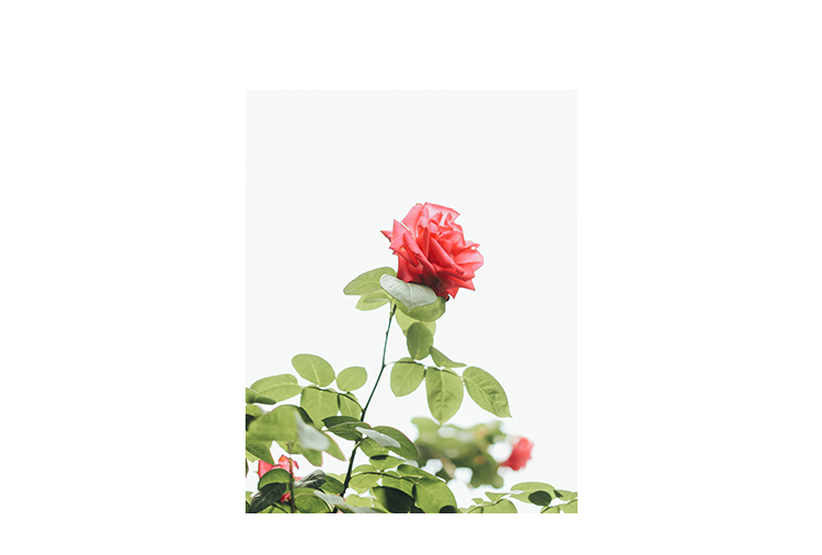 Sản phẩm tai nhỏ 2018 mùa thu mới đầu tròn ren cổ điển bằng da cao cấp khóa cao giày nữ hoang dã giày cổ cao nữ