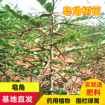  Big thorn saponin seedlings Acacia seedlings Northern medicinal acacia trees Greening gardens Thorn hedges and saponin saplings