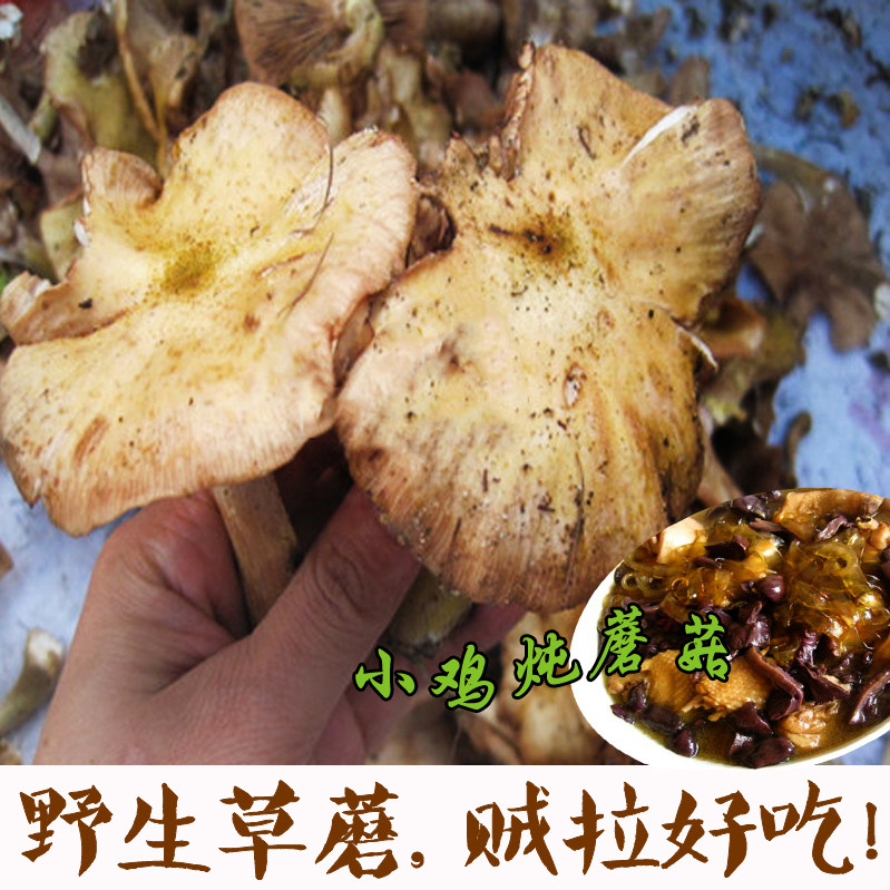 Northeast specialty Heilongjiang Yichun wild grass mushrooms fresh hazelnut mushrooms Dry bulk edible fungi 250g