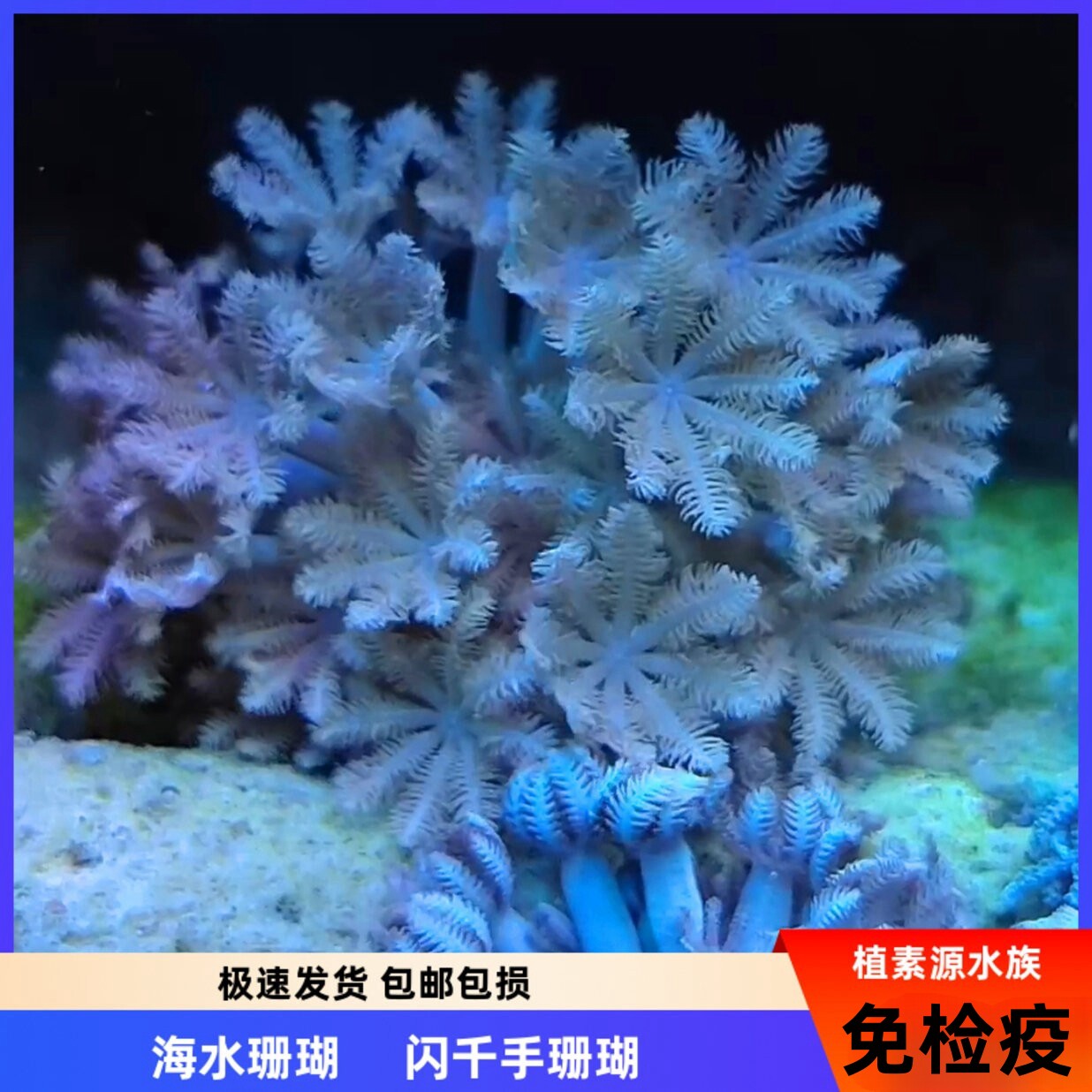 新手养珊瑚必备！闪千手鬼爪LPS软体珊瑚，好养易活的秘密武器！珊瑚控