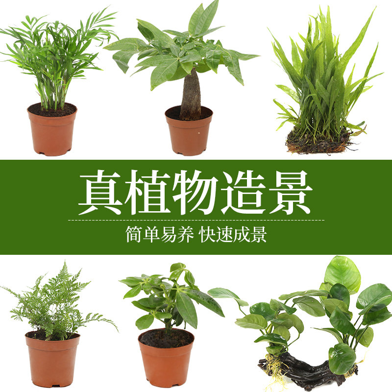 True water plant Fish tank landscaping True water plant Water Banyan iron crown iris Golden Ge Bog green plant Sun table plant