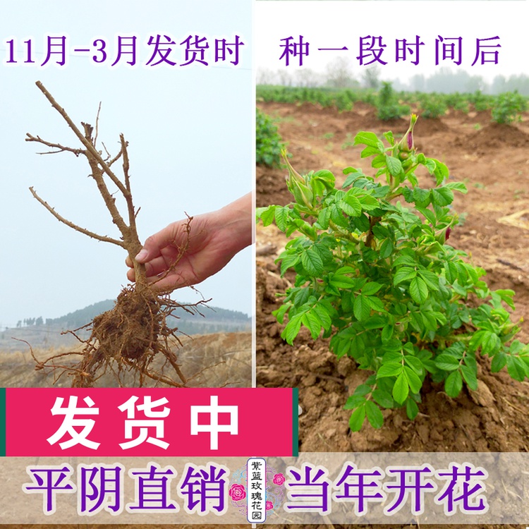 Origin of Flat Yin Rose Seeds Few Flowers 1 Traditional Red Roses Can Eat Roses Seedle to Graft Old Pile