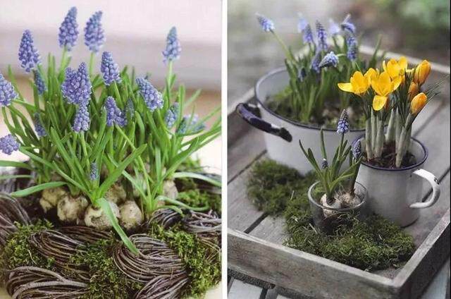 球根植物 從 Ldquo 洋蔥 Rdquo 到妖豔尤物 盤它們 淘寶海外