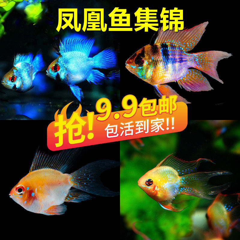 Aquarium fish Tropical fish Pet fish Golden Bozi Royal blue Dutch ball electro-optical beauty color skirt short snapper Phoenix fish