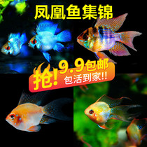 Watch Fish Tropical Fish Pet Fish Gold Bozi Treasure Blue Holland Ball Electro-Optic Beauty Color Dress Short Snapper Phoenix