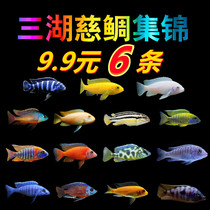 Three Lakes Cimpia Snapper Blue Ali Emperor African Prince Tropical Fish Living Fish Small Freshwater Ornamental Fish