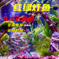 Traffic light fish small tropical freshwater fish lamp cofish Pauline lamp fish group Swim Fish Live Aquarium Fish Fry Watch Fish