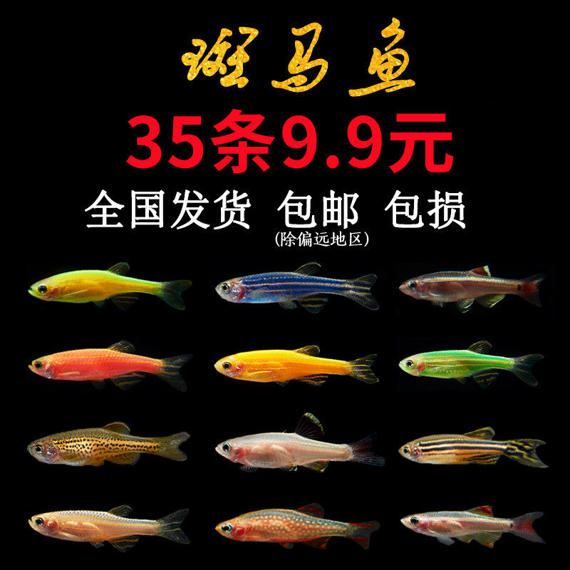 Red and blue zebrafish cold water tropical ornamental fish boutique Peacock traffic lights family live goldfish fry small freshwater