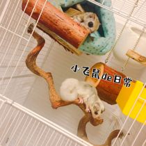 2pcs HONEY glider climbing rope CLIMBING vine FLYING mouse supplies Chinchilla PARROT Sling toy Wooden rattan pole